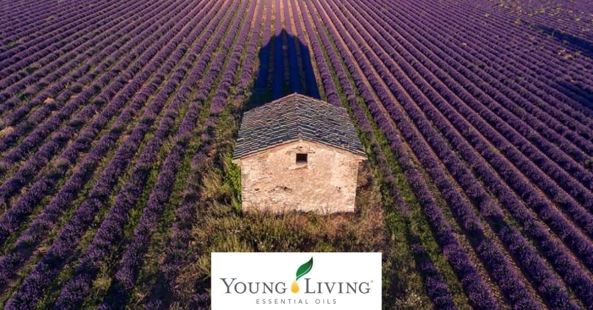 young-living-lavender-farm